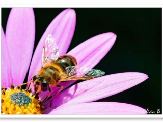Abeille noire pollinisatrice butinant une fleur aux pétales roses et au cœur jaune