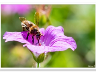 Abeille noire butinant le pollen d&#039;une belle fleur violette dans un jardin