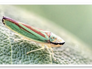 Photo d&#039;une cicadelle du rhododendron, un petit insecte vert et rouge de 3mm