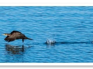 Décollage impressionnant d&#039;un grand cormoran au-dessus de la mer bleue
