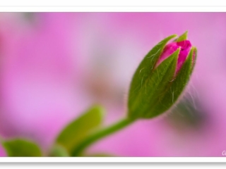 Fleur de géranium en phase d&#039;éclosion sur fond rose