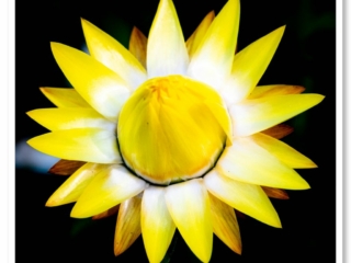 Fleur aux pétales jaunes éclatants, ressemblant au soleil, dans mon jardin