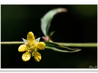 Cette petite fleur jaune a décidée de pousser à l&#039;horizontale