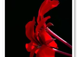 Rouge, un titre aussi simple pour cette fleur d&#039;un rouge intense