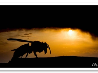 Le frelon en contre-jour, en ombre chinoise, pose devant un coucher de soleil