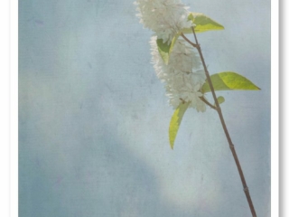 La simplicité d&#039;une tige verte et des fleurs blanches. Photo minimaliste.