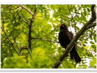 Merle noir perché sur une branche couverte de lichens, contrastant avec l&#039;arrière-plan verdoyant de la forêt