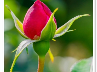 Ne la coupez pas et cette magnifique rose rouge vous remerciera.