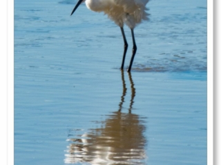 Aigrette Garzette blanche contemplant son reflet dans l&#039;eau