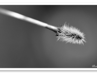 Image d&#039;un plumeau plumé avec quelques poils au bout d&#039;une brindille, illustrant le concept de minimalisme.