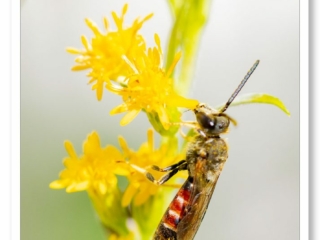 Un Lasioglosse chaussée en train de polliniser une belle fleur jaune dans la nature