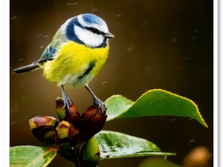 Adorable mésange bleue perchée sur un camélia sous la pluie