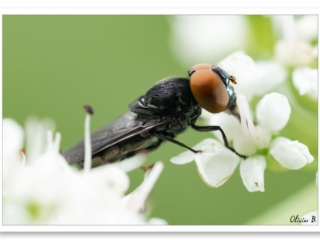 Une mouche noire aux yeux rouges sur une fleur blanche en macro minimaliste