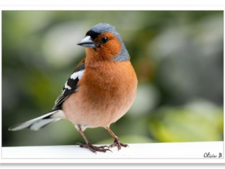 Un pinson aux couleurs élégantes, marron, noir et gris, sur fond de bokeh artistique