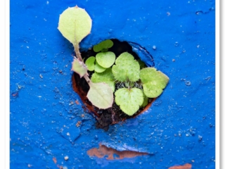 Plante s&#039;épanouissant dans un pot en trouvant un chemin vers le soleil.