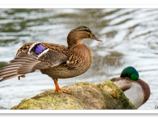 Canette colvert en étirement sur une patte, montrant son aile