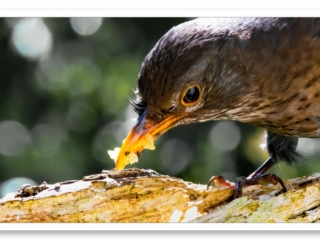 Portrait d&#039;un merle noir juvénile savourant son repas lors d&#039;une séance d&#039;observation des oiseaux