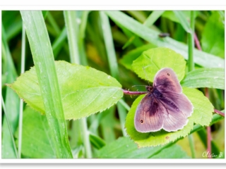 Papillon Myrtil aux ailes marron et yeux mystérieux, sous le chaud soleil.