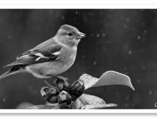 Pinson posant sur les boutons de camélia sous la pluie