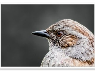 Le gracieux moineau révélant les détails de son plumage