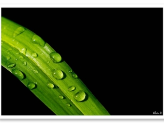 Gouttes de pluie délicates sur une feuille verte en style minimaliste avec une touche féerique.