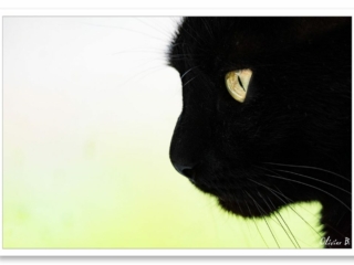 Profil d&#039;un chat noir rêvant d&#039;une souris en regardant droit devant lui