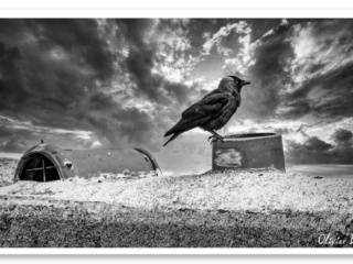 Corbeau maître du temps, posé devant un ciel déchaîné