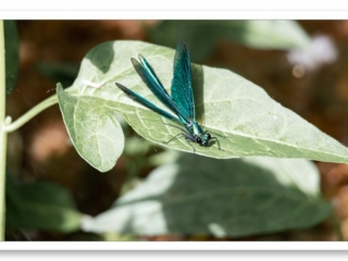 Une libellule aux ailes bleu métallisé, un spectacle naturel de couleurs incroyables