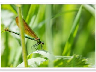 Dans la 6ème dimension, une libellule se repose démontrant la beauté de la nature