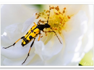 Longicorne jaune et noire explorant une rose blanche à la recherche de nectar