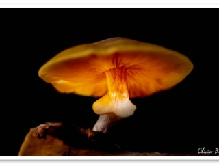 Lueur magique d&#039;un champignon orange dans l&#039;obscurité.