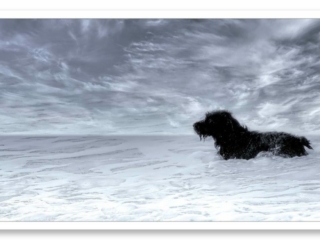 Chien noir jouant entre la mousse des vagues et les nuages cotonneux