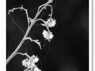 Une tige se terminant par quelques fleurs blanches totalement sèches. Photo minimaliste