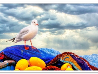 Une mouette rieuse aux pattes rouges sur un filet de pêche avec des boules jaunes