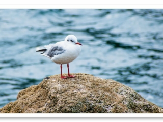 Mouette rieuse aux pattes et au bec rouges posant sur un rocher