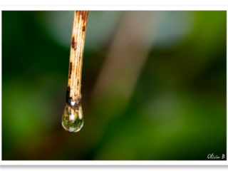 Juste une goutte d&#039;eau au bout d&#039;une brindille. Photo minimaliste