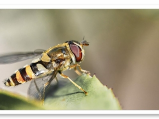 Profil de la Syrphe ceinturé. La pose de ce superbe insecte prêt au décollage