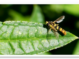 Photo d&#039;un Syrphe porte-plume se reposant au soleil sur une feuille verte