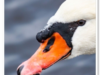 Photo d&#039;un cygne en gros plan dans un effet de bokeh