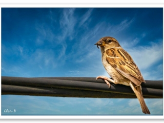 Moineau en équilibre sur un fil avec un insecte dans le bec