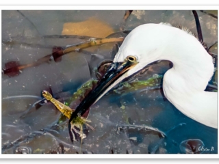 Aigrette Garzette en pleine pêche à la crevette
