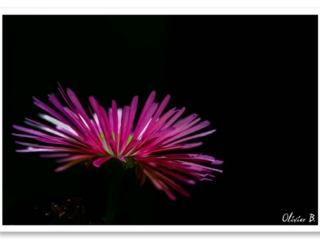 Quoi de plus beau qu&#039;une fleur épanouie