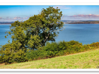 Vue majestueuse de l&#039;arbre solitaire dominant la baie de Douarnenez depuis le sentier des Plomarc&#039;h, surplombant les eaux bleues