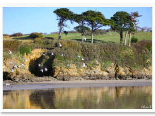 Envol gracieux de mouettes devant les falaises et les pins maritimes à la plage du Ris de Douarnenez