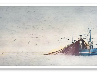Un bateau de pêche attire des oiseaux marins avec la méthode de la senne