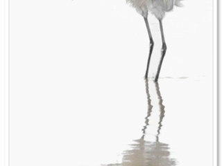 Une aigrette garzette immaculée se reflète avec grâce sur les eaux calmes. Photo artistique en high-key